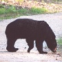 Bear - Sighted in 2006
