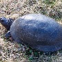 Blanding's Turtle - Sighted in 2006