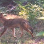 Coyote - Sighted in 2006