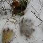 Beaver tracks - Sighted in 2007