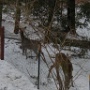 Deer - Sighted in 2007