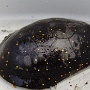 Spotted Turtle - Sighted in 2007