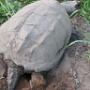 Snapping Turtle - Sighted in 2007