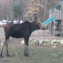 Moose - Sighted in 2008