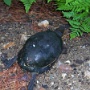 Blanding's Turtle - Sighted in 2008