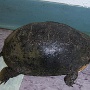 Blanding's Turtle - Sighted in 2008