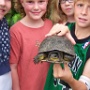 Blanding's Turtle - Sighted in 2008