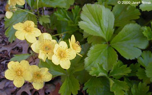 Barren Strawberry