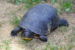 Blanding's Turtle