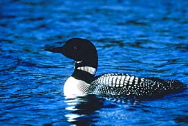 Common Loon