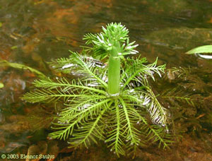 Featherfoil