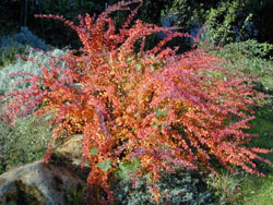 Japanese Barberry