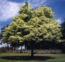 Norway Maple