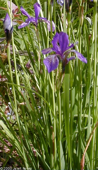 Slender Blueflag Iris