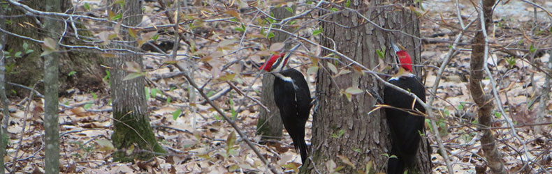 Pileated Woodpecker by Jenn Moynihan - April 2021 Calendar photo