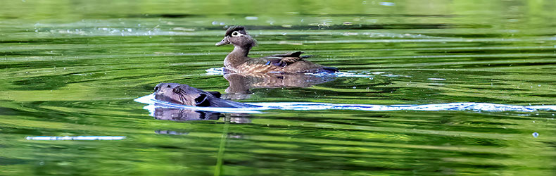 Beaver and Duck by Mark Giuliucci - June 2021 Calendar photo