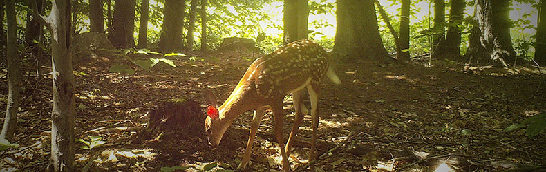 Yearling Deer by Bob Stallard - September 2021 Calendar photo